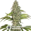 S.A.G.E (T.H. Seeds) - The Cannabis Seedbank