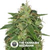 Sage 'n' Sour Regular (T.H. Seeds) - The Cannabis Seedbank