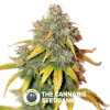 Auto Kush Feminised Seedsman