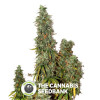 Auto ONYX Feminised Seedsman