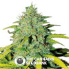 Auto Sweet Tooth Feminised Seedsman