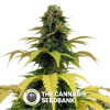 Blueberry Feminised Seedsman