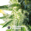 Cheese Feminised Seedsman