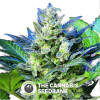 Diesel Ryder Autoflowering Feminised Seedsman