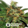 Early Durban Regular Seeds Seedsman