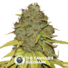 Jack Herer FAST Feminised Seedsman