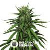 Jungle Wreck Regular Seeds Seedsman