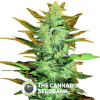 Lowryder #2 Autoflowering Feminised Seedsman