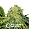 Mama Mia Feminised Seedsman