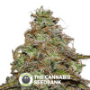 Mazari Feminised Seedsman