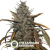 Narkush Regular Seeds Seedsman