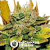 Northern Soul Feminised Seedsman