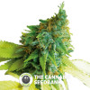 Somango Feminised Seedsman