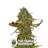 White Widow FAST Feminised Seedsman