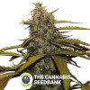 White Widow Regular Seeds Seedsman