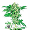 Afghani #1 - Regular Cannabis Seeds - Sensi Seeds