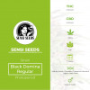 Black Domina Regular - Sensi Seeds - Characteristics