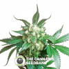 Black Domina - Regular Cannabis Seeds - Sensi Seeds
