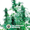 Early Skunk - Feminised Cannabis Seeds - Sensi Seeds