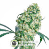 Ed Rosenthal Superbud - Regular Cannabis Seeds - Sensi Seeds