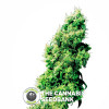 Four Way - Regular Cannabis Seeds - Sensi Seeds