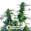 Guerrilla's Gusto - Regular Cannabis Seeds - Sensi Seeds