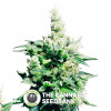 Hash Plant - Regular Cannabis Seeds - Sensi Seeds