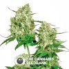 Maple Leaf Indica - Regular Cannabis Seeds - Sensi Seeds