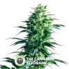 Mother's Finest - Regular Cannabis Seeds - Sensi Seeds