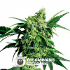 Mr Nice G13 x Hash Plant - Regular Cannabis Seeds - Sensi Seeds
