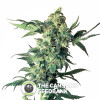 Northern Lights - Feminised Cannabis Seeds - Sensi Seeds