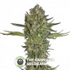 Serious - Kush - Feminised - Serious Seeds