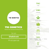 Shellshock (710 Genetics) - The Cannabis Seedbank