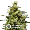 Shellshock (710 Genetics) - The Cannabis Seedbank