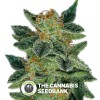 Skunk XXX Regular (T.H. Seeds) - The Cannabis Seedbank