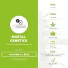 SnowBerry Blue Regular (Digital Genetics) - The Cannabis Seedbank