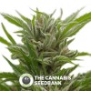 Snowfire Isis Kush Regular (Digital Genetics) - The Cannabis Seedbank