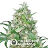 Sour White (710 Genetics) - The Cannabis Seedbank