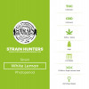 White Lemon - Feminised - Strain Hunters - Characteristics