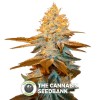 Strawberry Glue (T.H. Seeds) - The Cannabis Seedbank