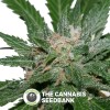 Sweet Pink Grapefruit Regular (Alpine Seeds) - The Cannabis Seedbank