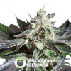 Black Jack Feminised Sweet Seeds