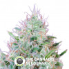 Green Poison Feminised Sweet Seeds