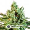 S.A.D. CBD Feminised Sweet Seeds