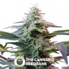 Sweet Special FAST Version Feminised Sweet Seeds