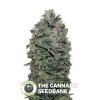 Sweet Soma Auto (00 Seeds) - The Cannabis Seedbank