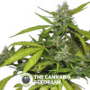 Sweet Tooth Auto Feminised Barney's Farm Seeds