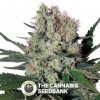 Syrup Auto (Buddha Seeds) - The Cannabis Seedbank