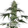 Tangerine Dream AUTO Barney's Farm Seeds