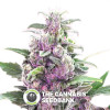 THC Bomb Auto - Autoflowering Cannabis Seeds - Bomb Seeds